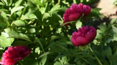 Yeşil yaprakların arasında kırmızı şakayık çiçekleri. Doğal arkaplan