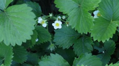 Yeşil yaprakların arasında çilek çiçekleri. Doğal arkaplan