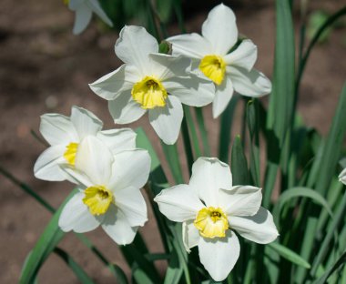 Beyaz nergisler. Narin bahar çiçekleri. Doğal arkaplan