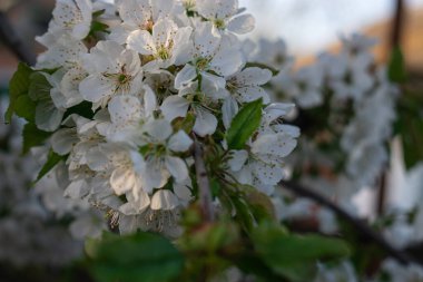 Kiraz çiçeği dalına yakın plan. Doğal arkaplan