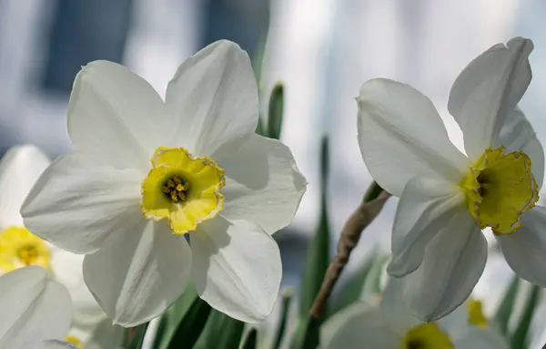 Beyaz nergisler. Doğal arkaplan yakın plan.