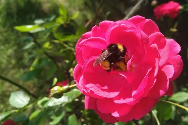 Bir yaban arısı kırmızı bir gülden nektar toplar. Yakın plan.