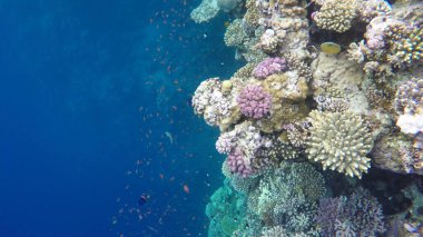 Mısır. Mercan resiflerinin sualtı fotoğrafçılığı. Dahab 'daki mavi delik..