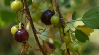 Çalı dalında siyah frenk üzümü. Doğal arkaplan