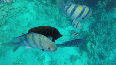 Kızıl Deniz Balığı, Mısır. Zebrasoma Desjardini 'ye doğal ortamda yelken açmak.