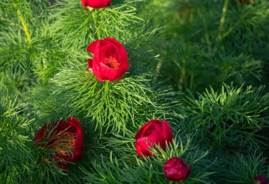 Kırmızı şakayıklar. Çiçek açan bahar çiçeklerinin doğal arka planı