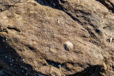 Sardunya, İtalya 'da bir kayaya bağlı deniz feneri (dizkapağı vulgata).