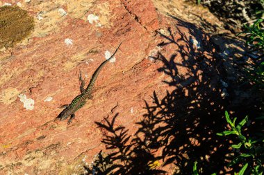 Tyrhenian duvar kertenkelesi, Sardunya ve Korsika adalarına özgü bir tür.