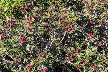 Pistacia mercimek (ayrıca lentisk ya da mastic), İtalya 'nın Sardunya kentinde bulunan bir ağaç türü.