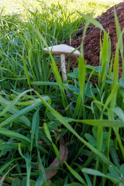 Çimenlerde yetişen ince saplı beyaz mantar, Kirli Rosegill Volvariella gloiocephala ya da benzer bir şey.