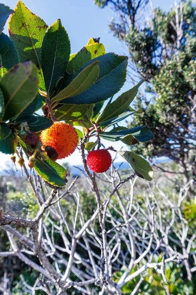 Erdbeerbaum Auf Einem Immergrünen Strauch Sardinien Italien — Stockfoto