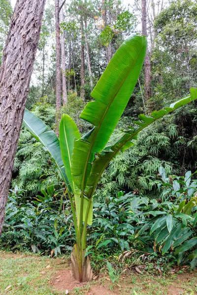 Madagaskar, ormandaki muz ağacı. (Bilimsel adı Musa Acuminata)