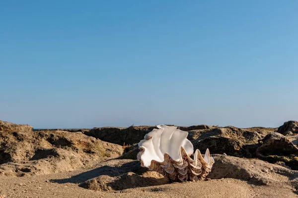 Deniz kabukları mavi gökyüzü arkaplanlı kumsalda.