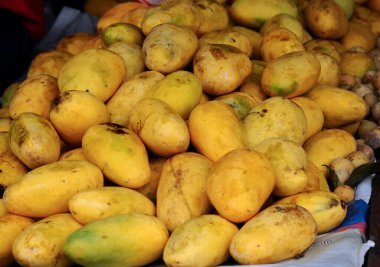 Çiftçiler tarafından toplanan hasat olgun Mango yığını. 