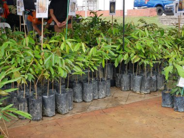 MELAKA, MALAYSIA - 4 Mart 2022: Durian ağaç fideleri satışa sunuldu. Durian ağacı yüksek ticari değeri olan bir tropikal ağaç türüdür. Meyvelerin kralı olarak da bilinir.,