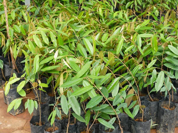 stock image MELAKA, MALAYSIA - MARCH 4, 2022: Durian tree seedlings on display for sale. The durian tree is a type of tropical tree whose fruit has a high commercial value. Also known as the king of fruits,