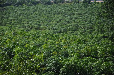 MALACCA, MALAYSIA -25 HAZİRAN 2016: Malezya 'daki bir çiftlikte kauçuk ağaçlarının tohumları. 