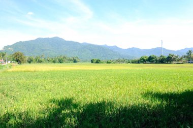 Malezya 'daki çeltik tarlası. Paddy sararmış ve çiftçiler tarafından hasat edilmeye hazır..