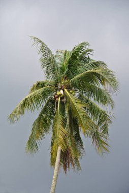 MALACCA, MALAYSIA -13 Nisan 2016: Meyveli olgun hindistan cevizi ağaçları 