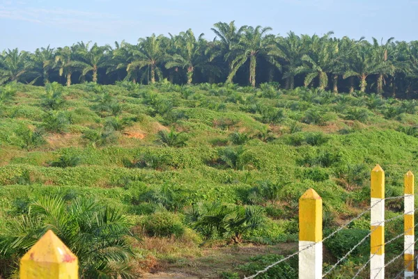マレーシア マラッカ 2016年1月20日 マレーシア マラッカのパーム油農園にあるパーム油の木 パーム油はまだ小さく パーム油の果物を生産しています ストック画像