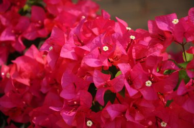 NeGERI SEMBILAN, MALAYSIA MARCH, 2014: Bougainvillea, çeşitliliğine bağlı olarak 9 metreye kadar uzayabilen bir asmadır. Büyümek için tam güneş gerekir.. 