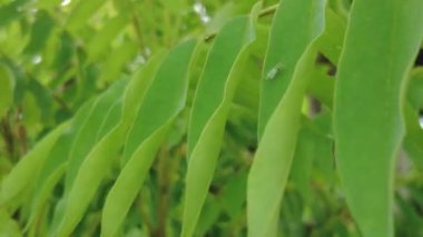 bir ağacın yeşil yaprakları