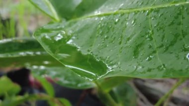 Doğada yağmur üstüne yeşil yaprak