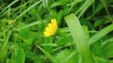 Bahçedeki sarı çiçek