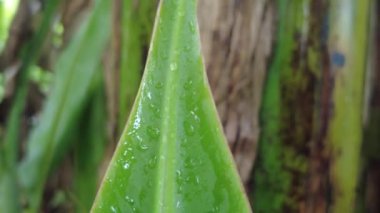 güzel yeşil yaprak, doğa ve arkaplan