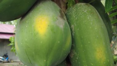 Bahçedeki yeşil papaya ağacı