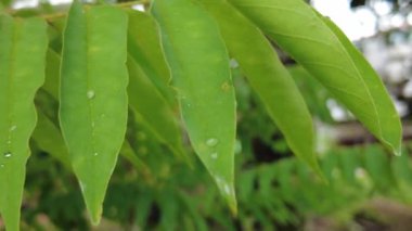 Yeşil yaprak, doğa bitki örtüsü ve yapraklar.