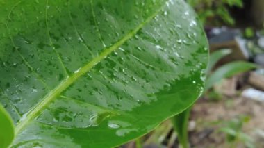 Su damlalı yeşil yaprak