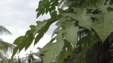 Yeşil yapraklı palmiye ağaçları