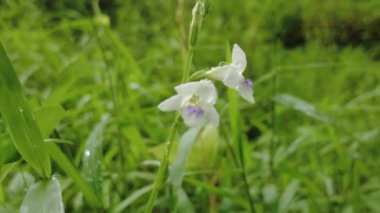 Bahçedeki beyaz çiçek