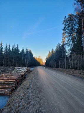 Letonya 'nın kırsal kesimindeki bir sonbahar gününde gün batımında kesilen kütüklerle dolu bir çam ormanının içinden düz bir çakıl yolu geçer..