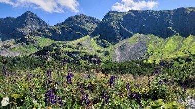 Polonya 'nın Tatra Dağları' nda güzel bir alp çayırı, engebeli bir dağ zirvesinin önünde açan mor Monkshood kır çiçekleri.