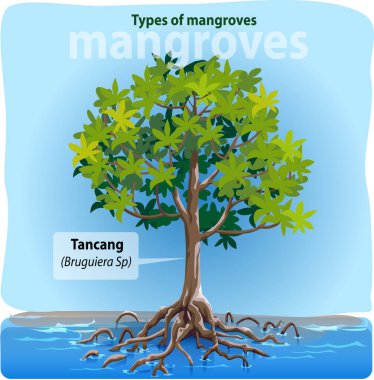 Vektör illüstrasyonu, Tancang veya bruguiera sp Endonezya 'daki en yaygın mangrov türlerinden biridir..