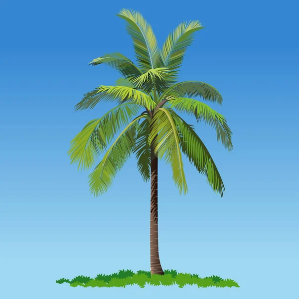 矢量图解 椰子树或棕榈树 — 图库矢量图片