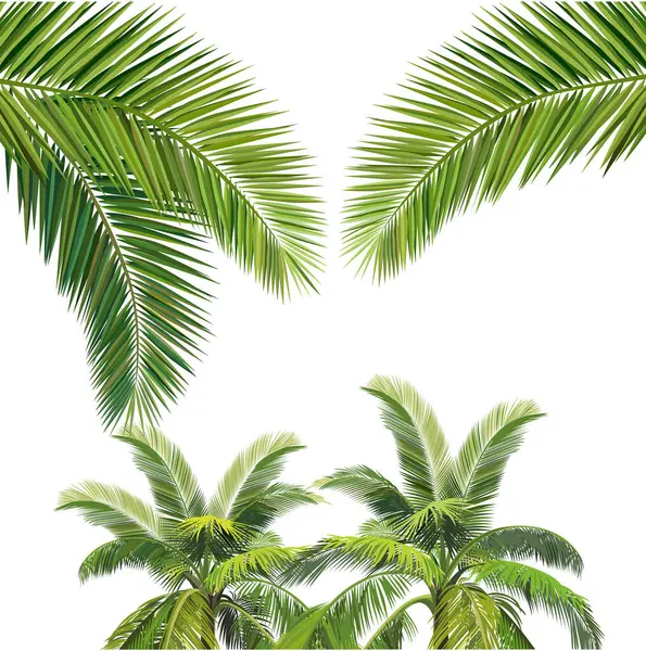 Vektorillustration Sammansättningen Två Kokosnötsträd Med Kokosblad Förgrunden — Stock vektor