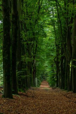 Hollanda 'daki Hoge Veluwe' de sonbahar renklerinde ağaç şeridi. - Evet. Yüksek kalite fotoğraf
