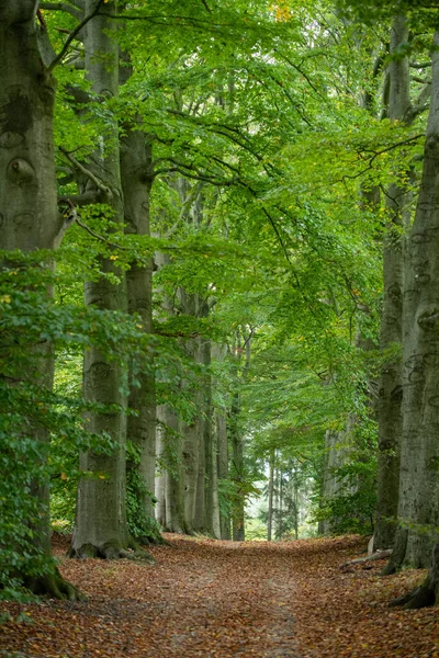 Hollanda 'daki Hoge Veluwe' de sonbahar renklerinde ağaç şeridi. - Evet. Yüksek kalite fotoğraf