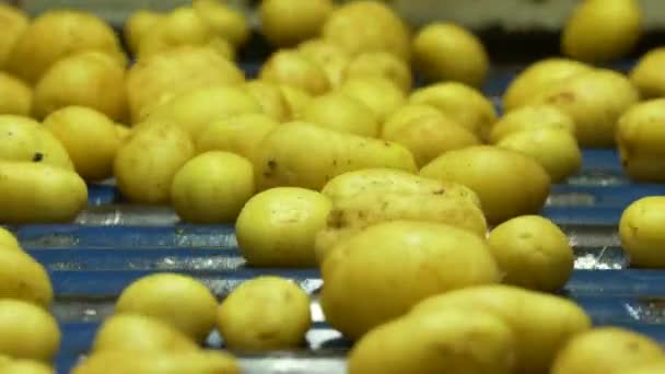Kartoffeln Einer Fabrik Auf Einem Förderband Sortiert Filmmaterial — Stockvideo