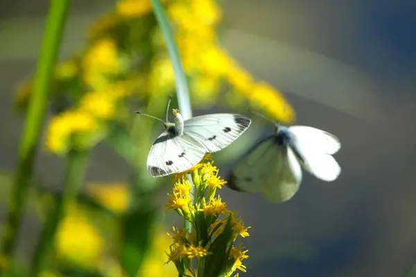 Çiçek üzerindeki kelebek, bitki