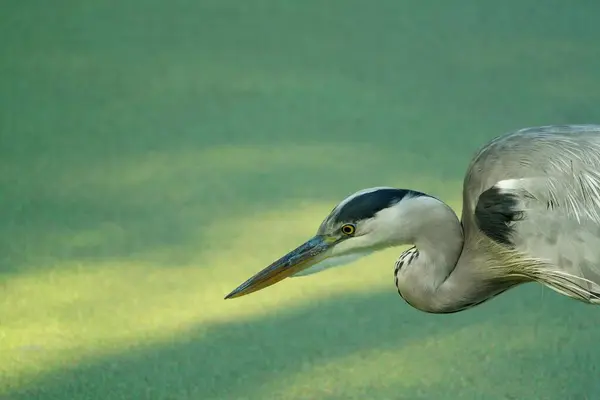 Balıkçıl, ardea cinerea, balıkçıl