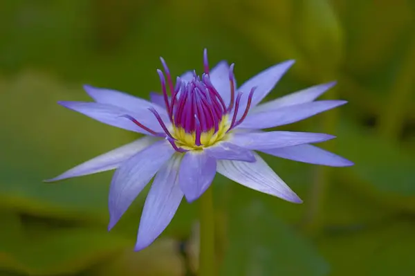Bahçedeki güzel çiçekler