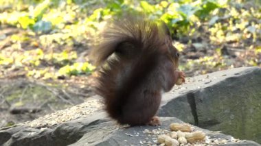 Bir sincap şehir parkında fındık yiyor.