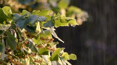 Bir ağacın dallarına yağmur damlaları düşer.