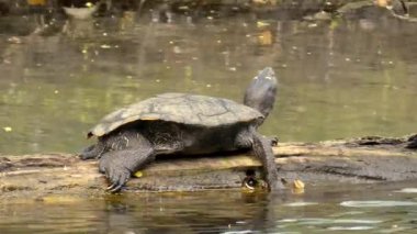 Su kaplumbağası, devrilmiş bir ağaç kütüğünün üzerinde, suyun kenarında.