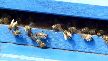 Kovandaki arılar, yakın görüş.