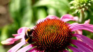 Yazın parkta bir çiçekte yaban arısı.